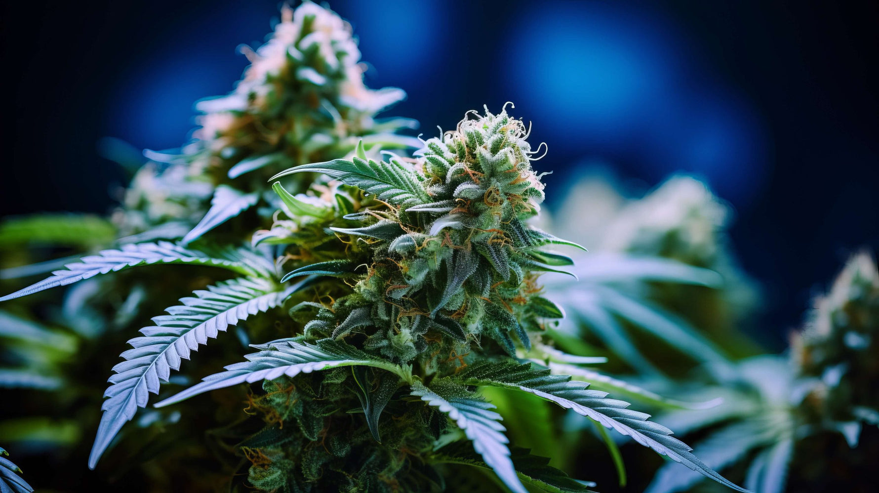 THCA vs. THC: Which Is Stronger? A Comprehensive Guide