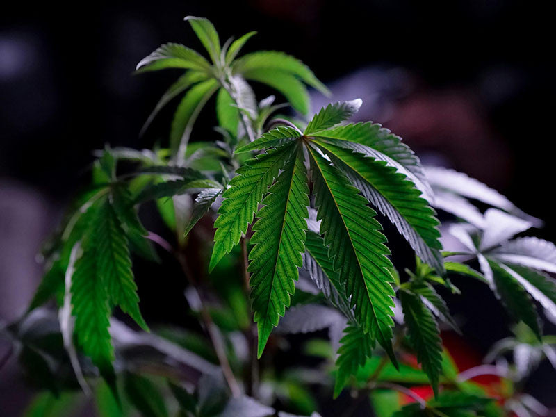 Indica vs Sativa Hybrid: Understanding the Differences and Effects