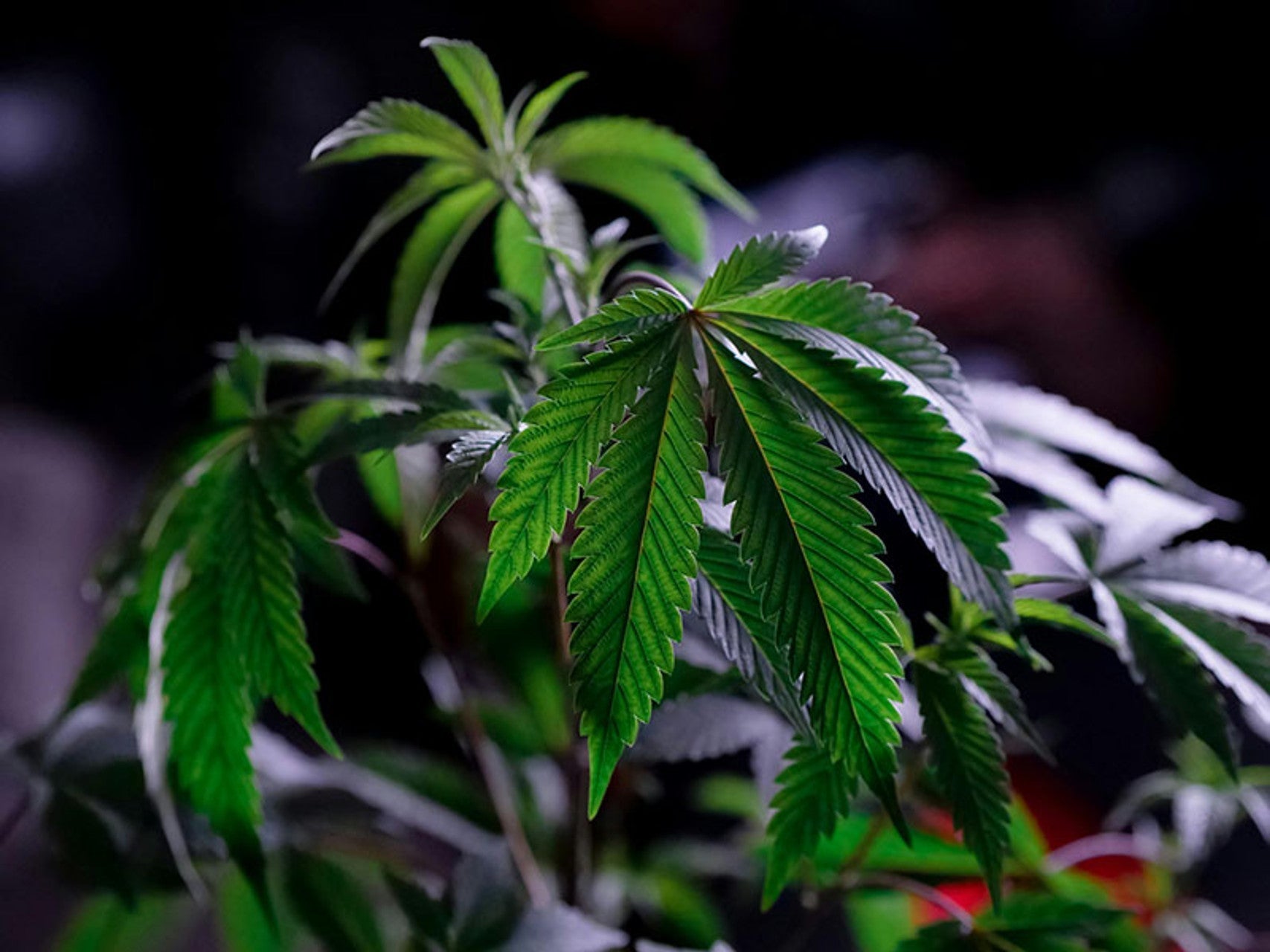 Indica vs Sativa Hybrid: Understanding the Differences and Effects