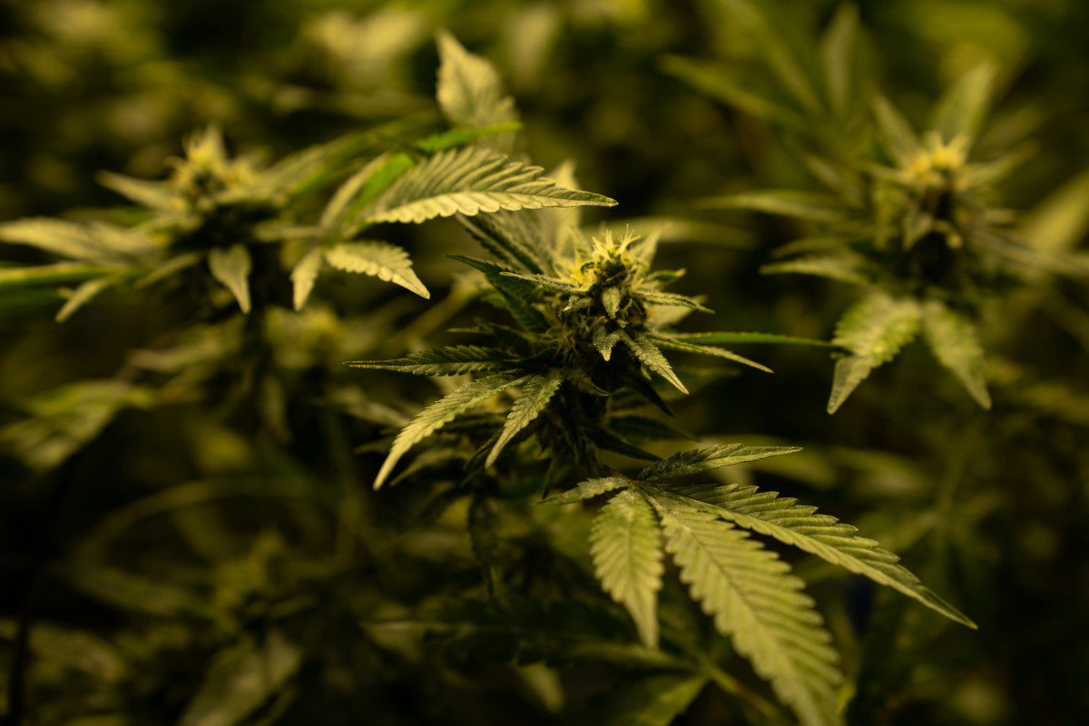 Experience Legal THC, CBD & More at Koi with Free Shipping Koi CBD Experience Legal THC, CBD & More at Koi with Free Shipping Koi CBD