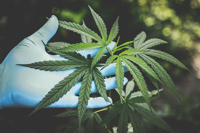 THCA vs CBD: Understanding the Key Differences and Benefits