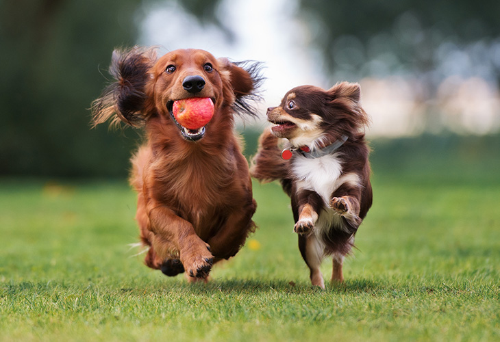 two dogs happily running