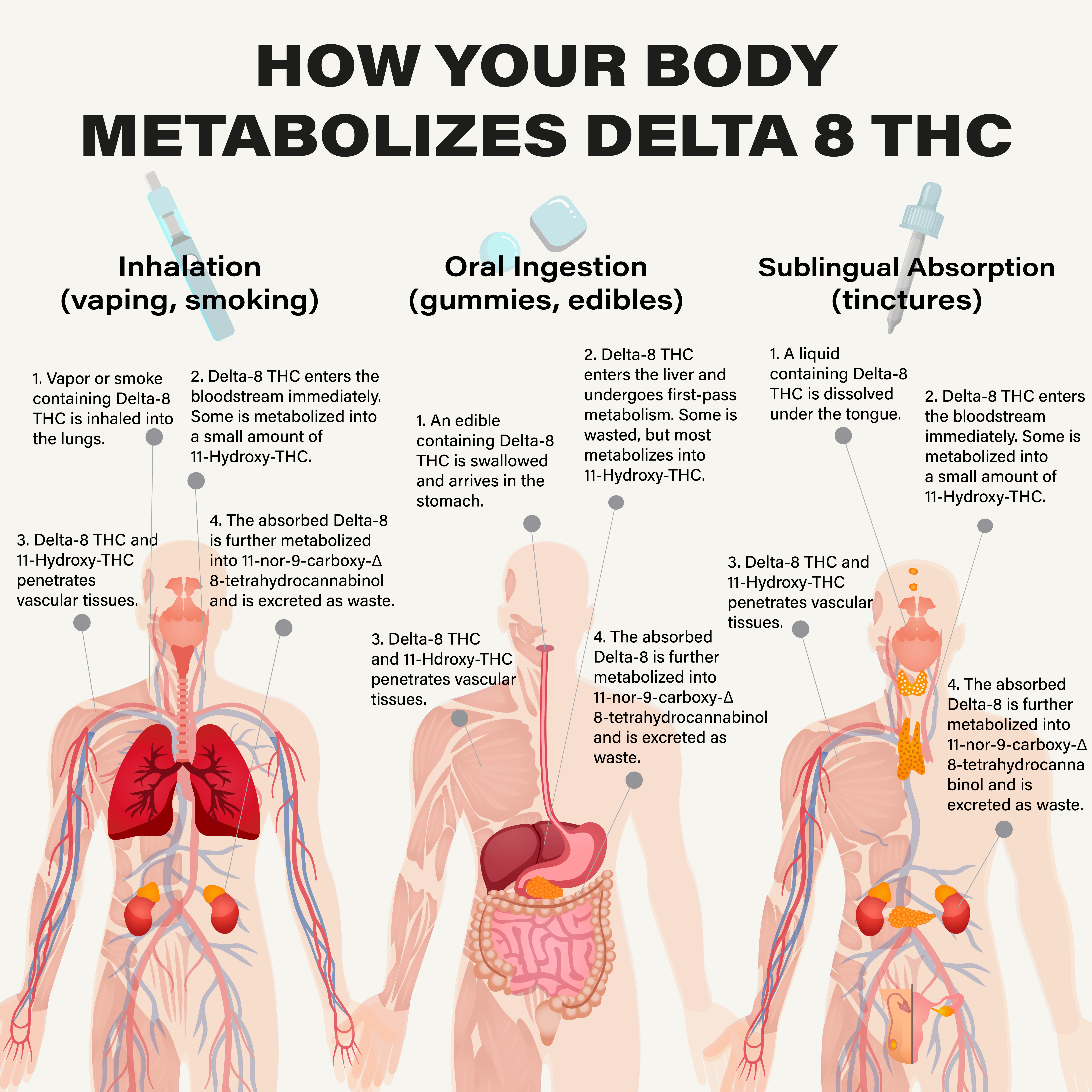 How Your Body Metabolizes Delta 8 Infographic